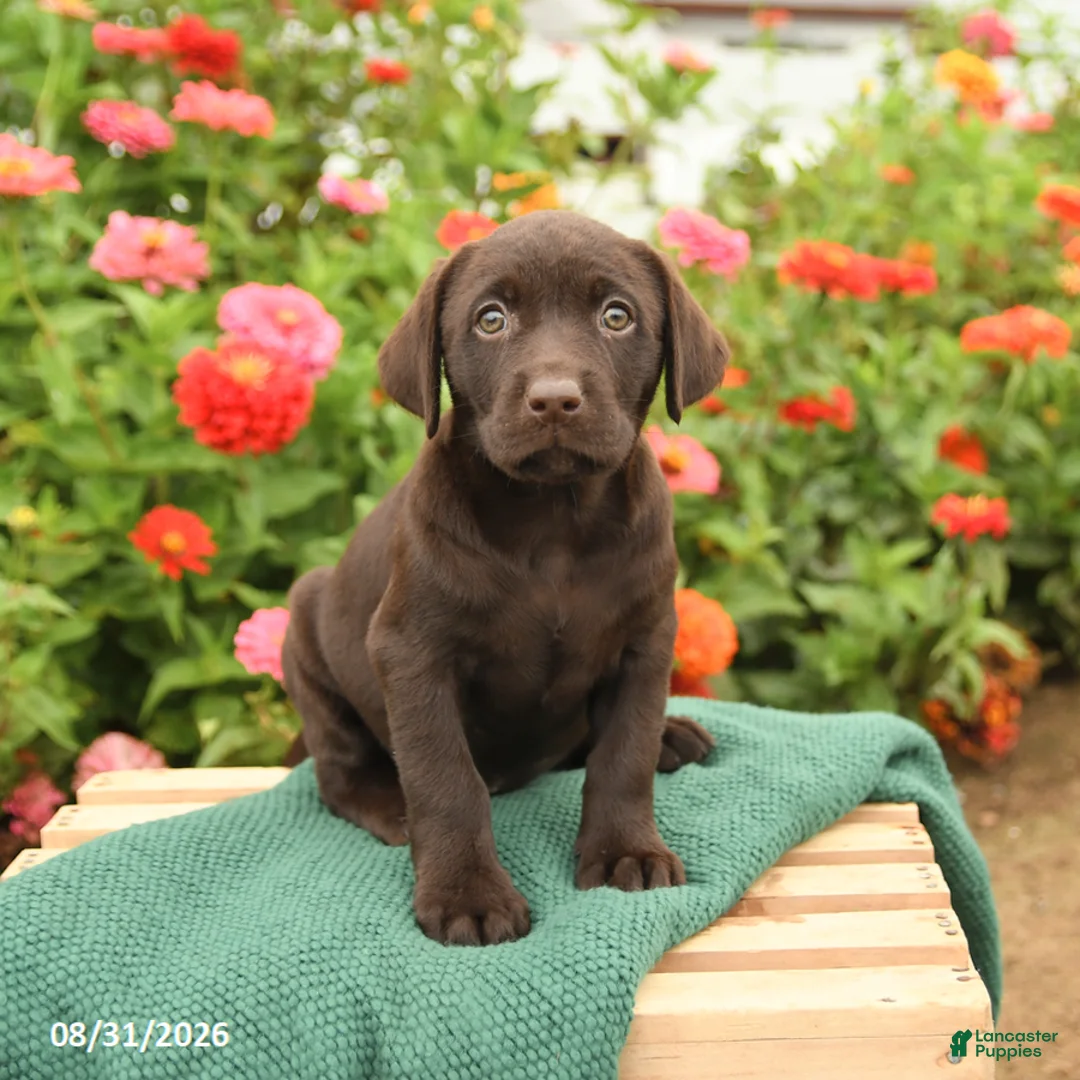 Labrador Retriever dogs for sale: Kiwi - Ad 2