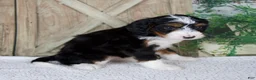 Mini Bernedoodle dogs for sale: Traci - Ad 4