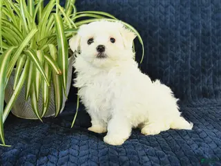 Maltese dogs for sale: King - Ad 2