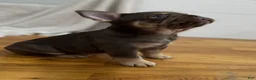 French Bulldog dogs for sale: Purps - Ad 2