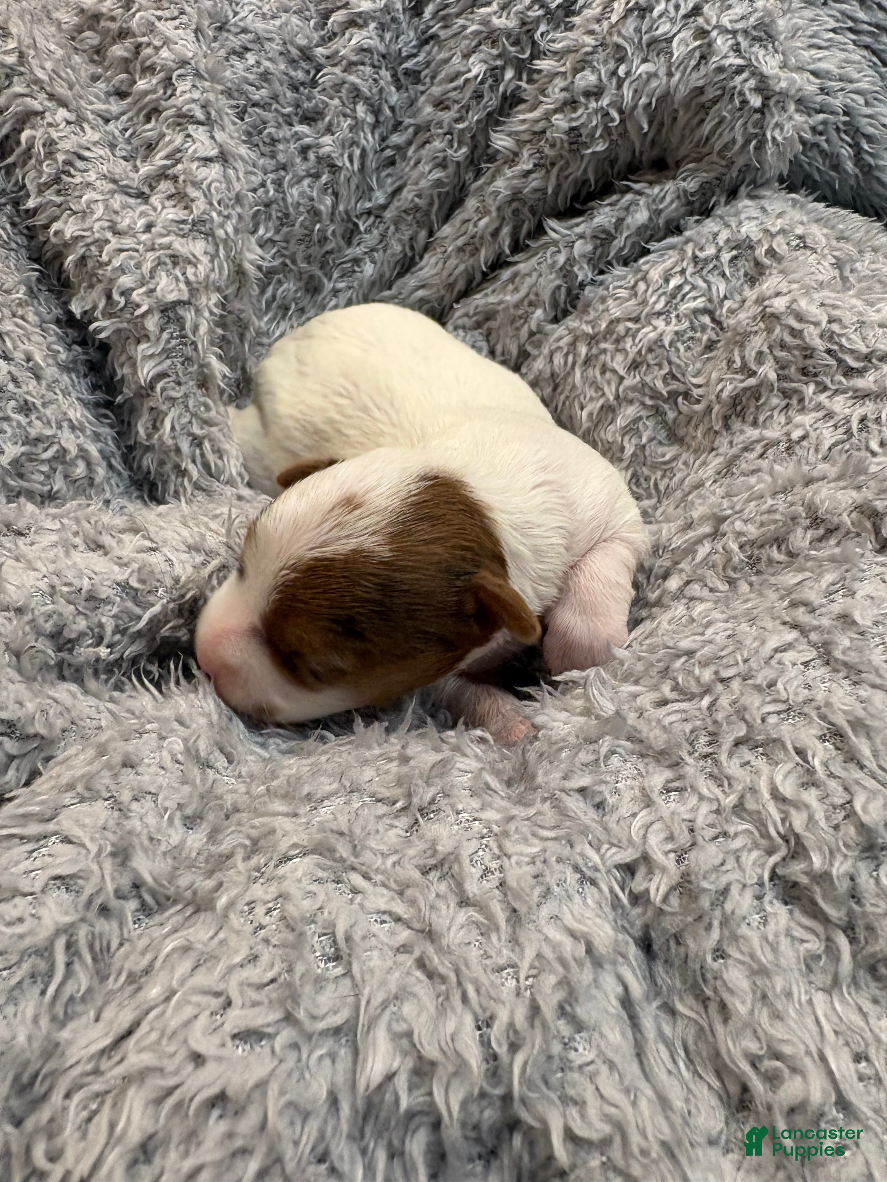 Yorkshire Terrier dogs Apple baby - Ad 8