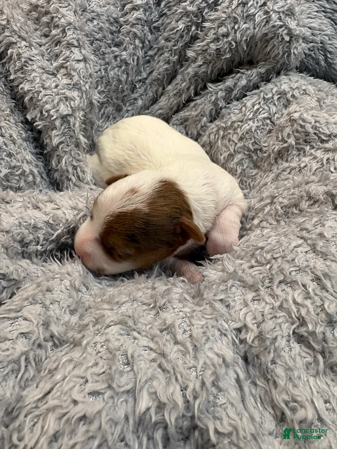 Yorkshire Terrier dogs for sale: Apple baby - Ad 1