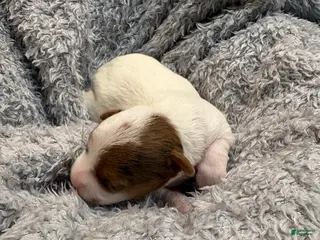 Yorkshire Terrier dogs Apple baby - Ad 8