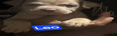 Leo