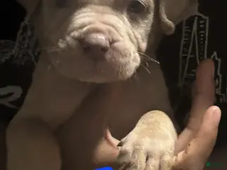 American Bully dogs Leo - Ad 20