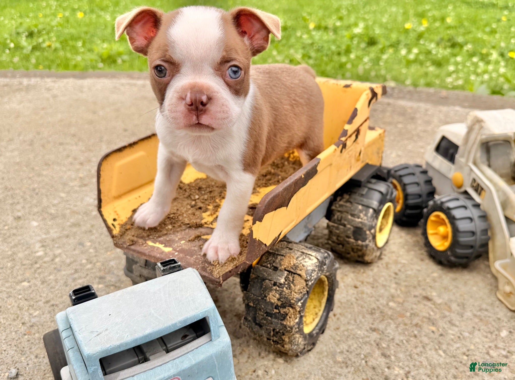 Boston Terrier dogs Clyde - Ad 2