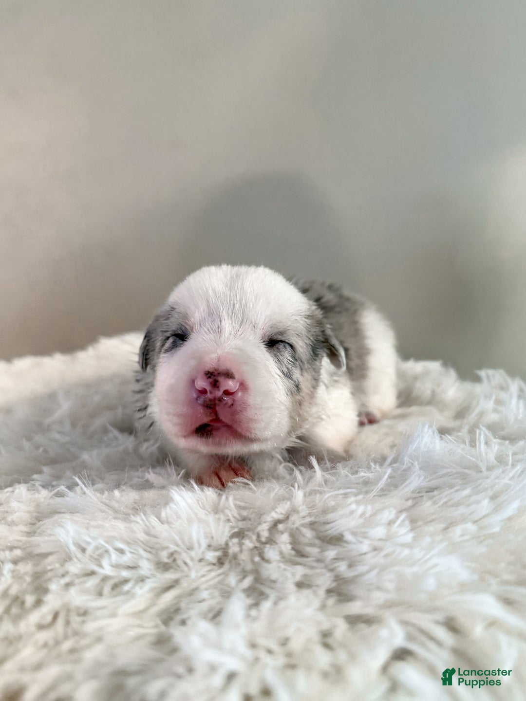 Border Collie dogs for sale: Ruger  - Ad 3