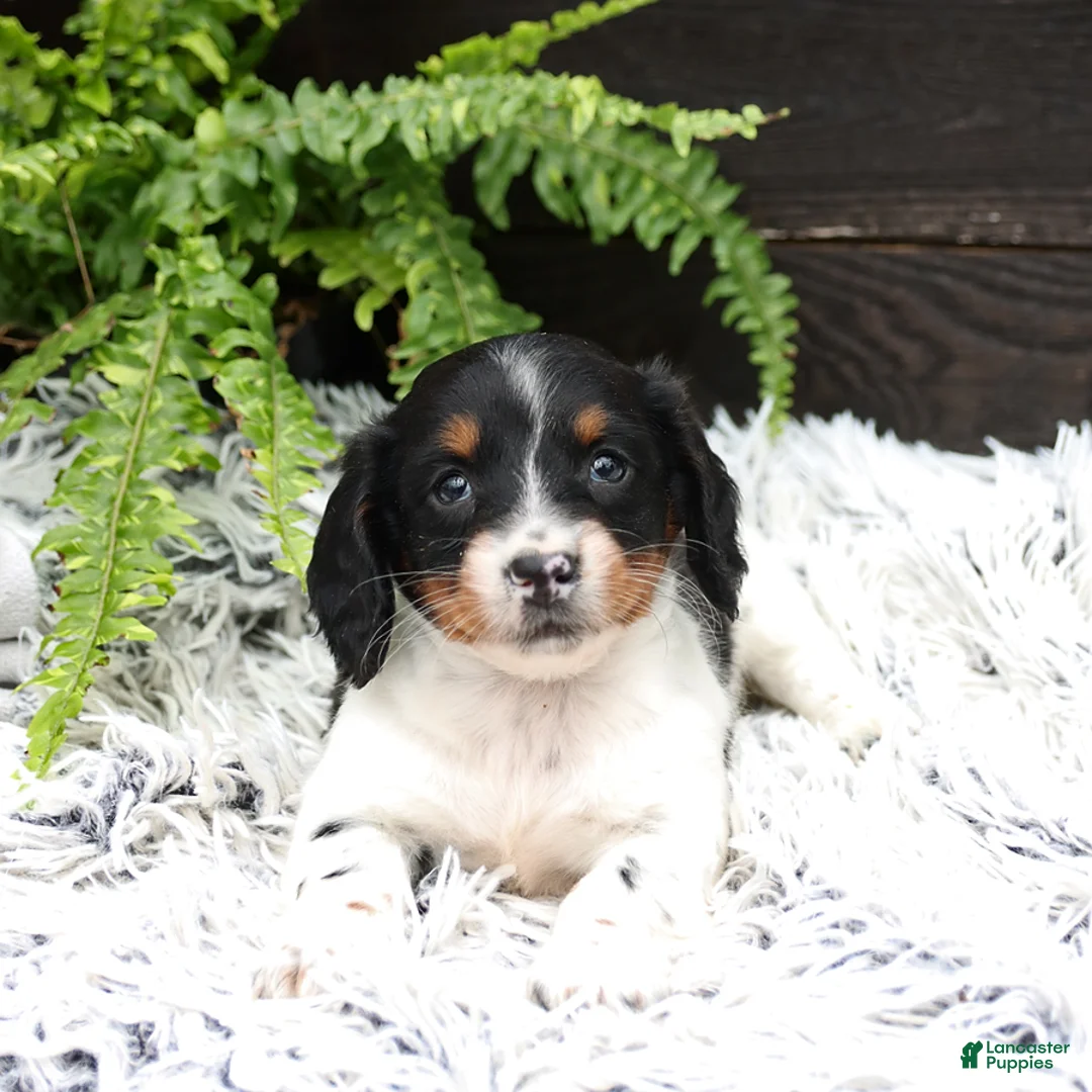 Miniature Dachshund dogs for sale: Digger - Ad 2