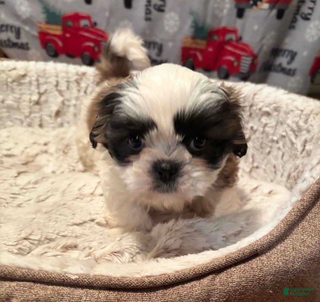 Shih Tzu dogs for sale: Shih Tzu Puppy  - Ad 2