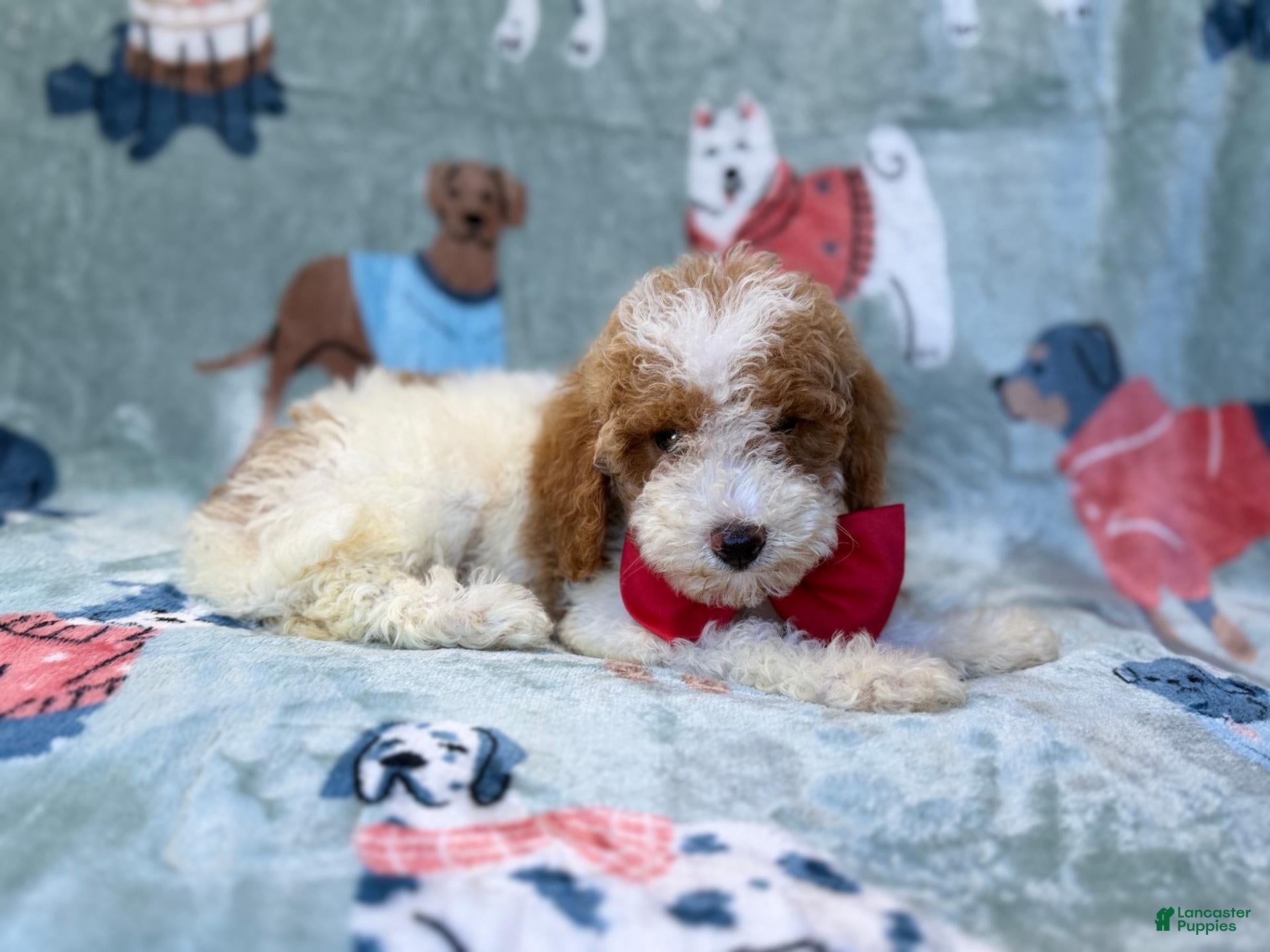 Miniature Poodle dogs Tater - Ad 15