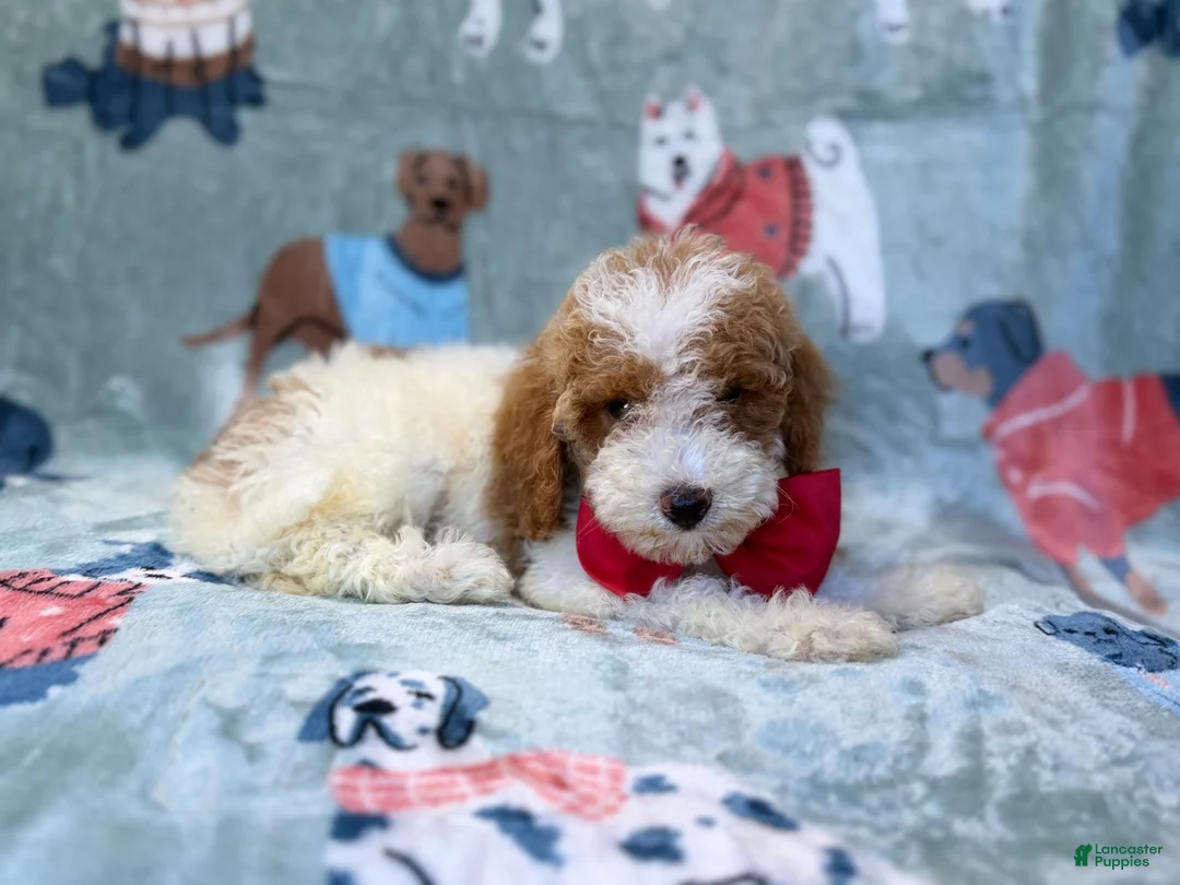 Miniature Poodle dogs for sale: Tater - Ad 1