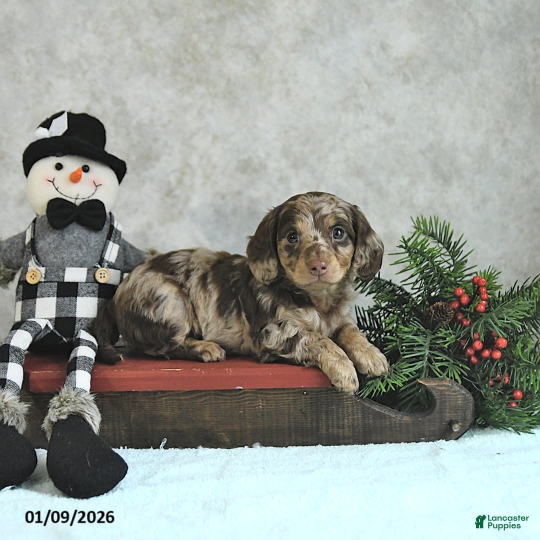 Miniature Dachshund dogs for sale: Louie - Ad 2