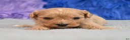 Cavapoo dogs for sale: Cavapoo 5 - Ad 9