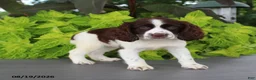English Springer Spaniel dogs for sale: Macy - Ad 3