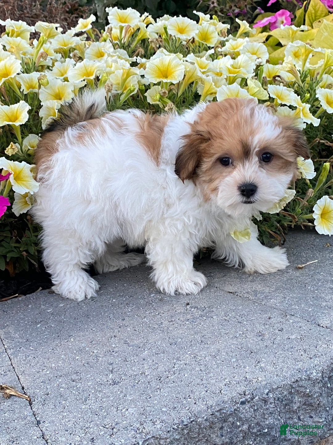 Havanese dogs for sale: Harmony - Ad 5