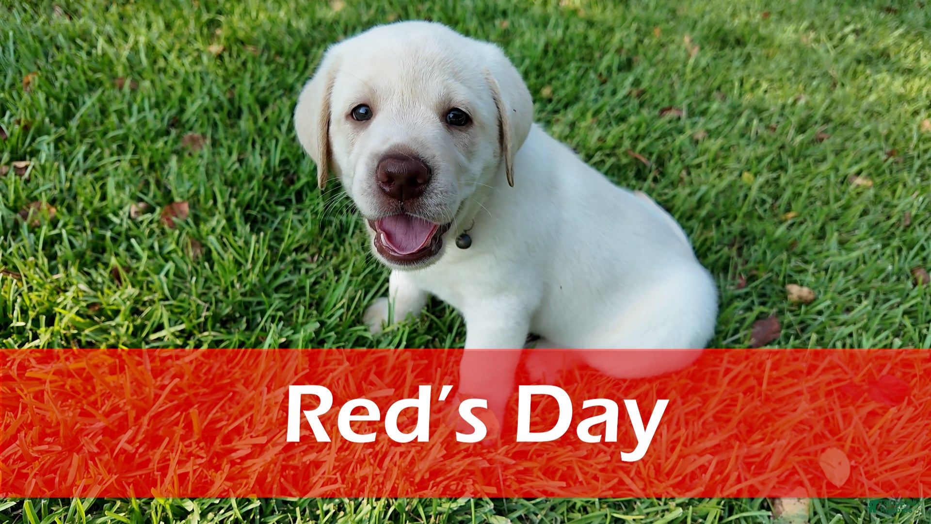 Labrador Retriever dogs Red - AKC English Lab - Ad 31