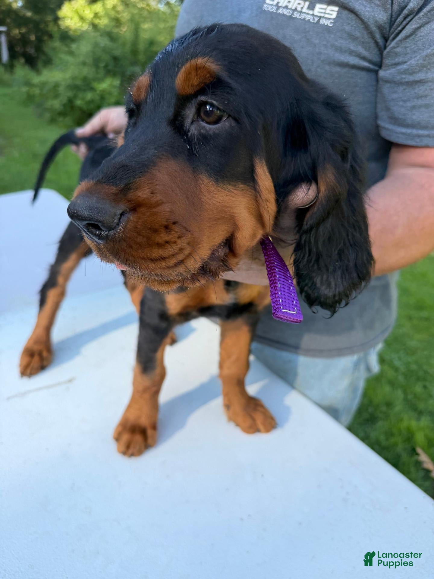 Gordon Setter dogs Purple Girl - Ad 1