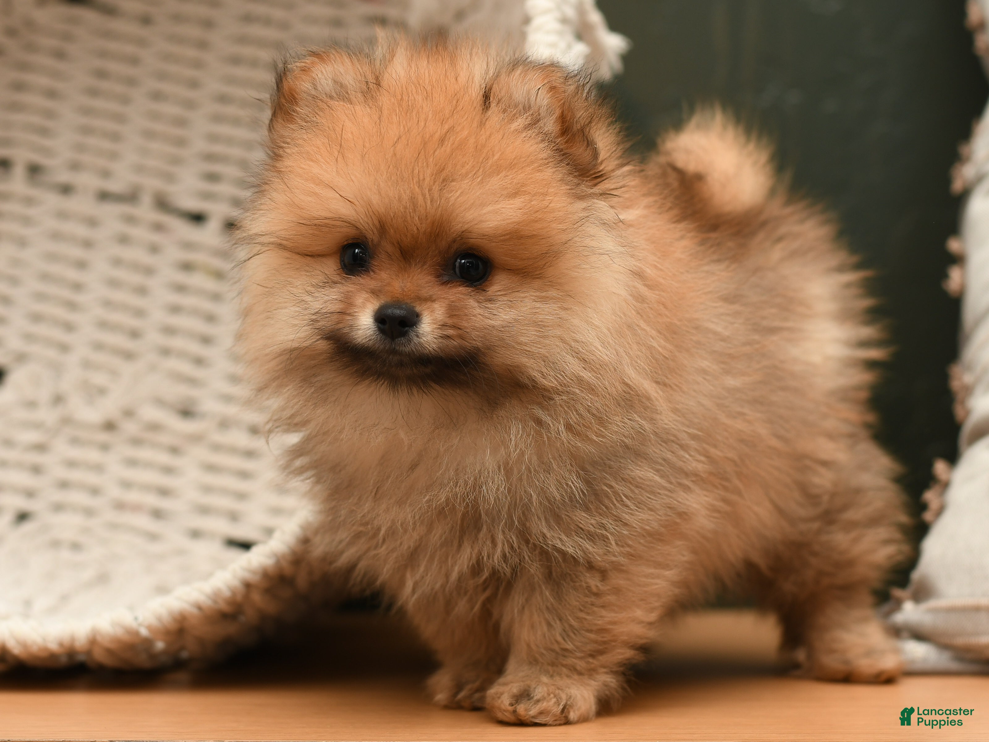 Pomeranian dogs Teddy Bear  - Ad 1