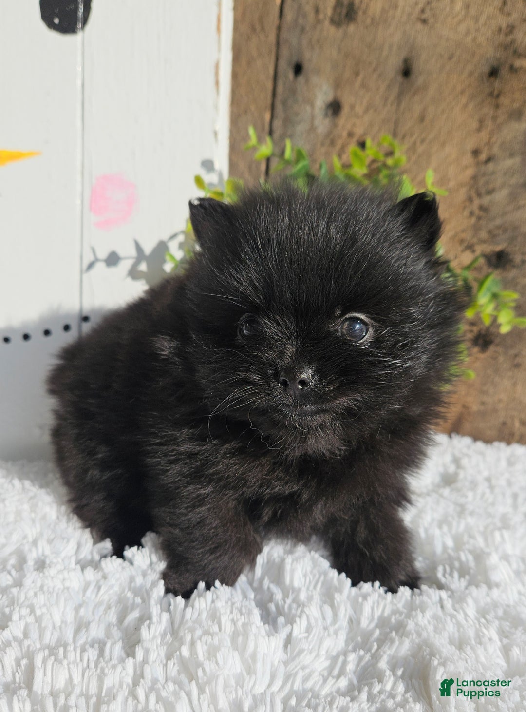 Pomeranian dogs for sale: Tinker - Ad 5