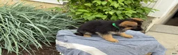 German Shepherd dogs for sale: Gemma - Ad 7