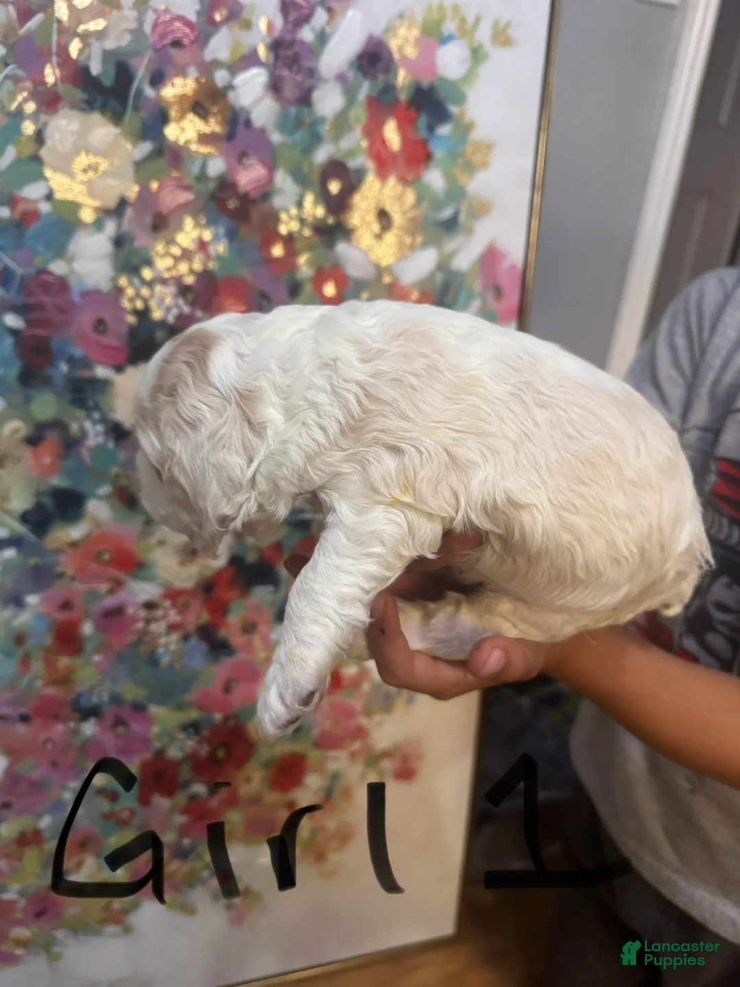 Cocker Spaniel dogs for sale: Cocker Spaniel 3 - Ad 2