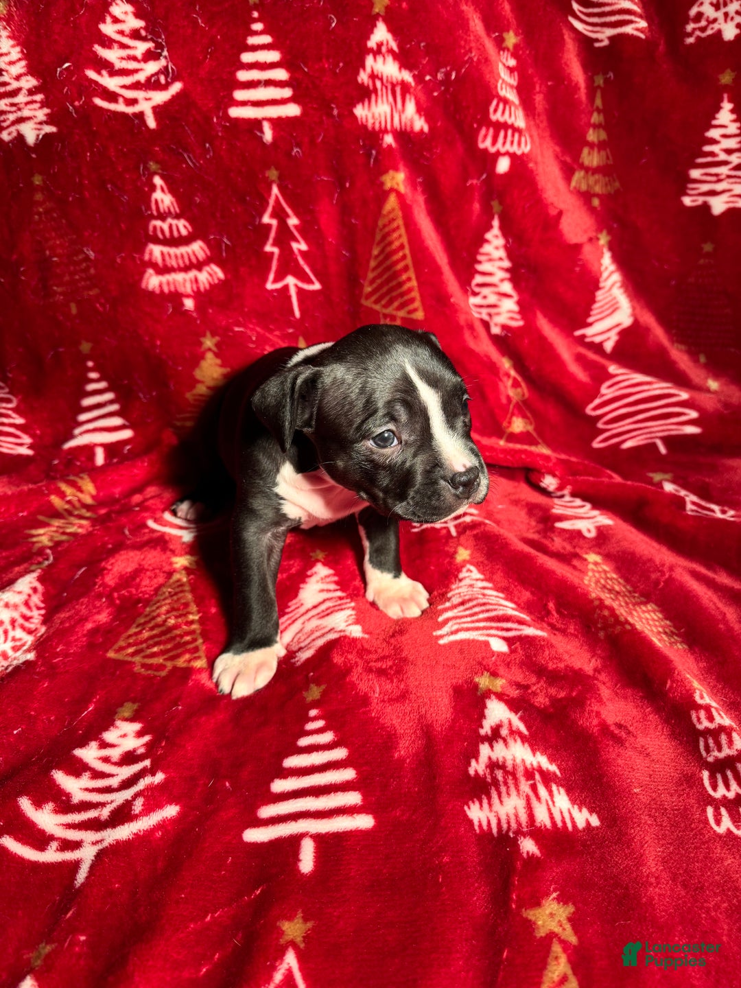 American Bully dogs for sale: American Bully Puppy 5 - Ad 3