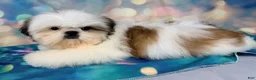 Shih Tzu dogs for sale: Boy 2 - Ad 3
