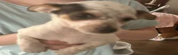 Chihuahua dogs for sale: Chihuahua 1 - Ad 2