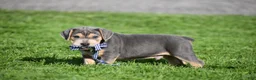 Beabull dogs for sale: Hank - Ad 8