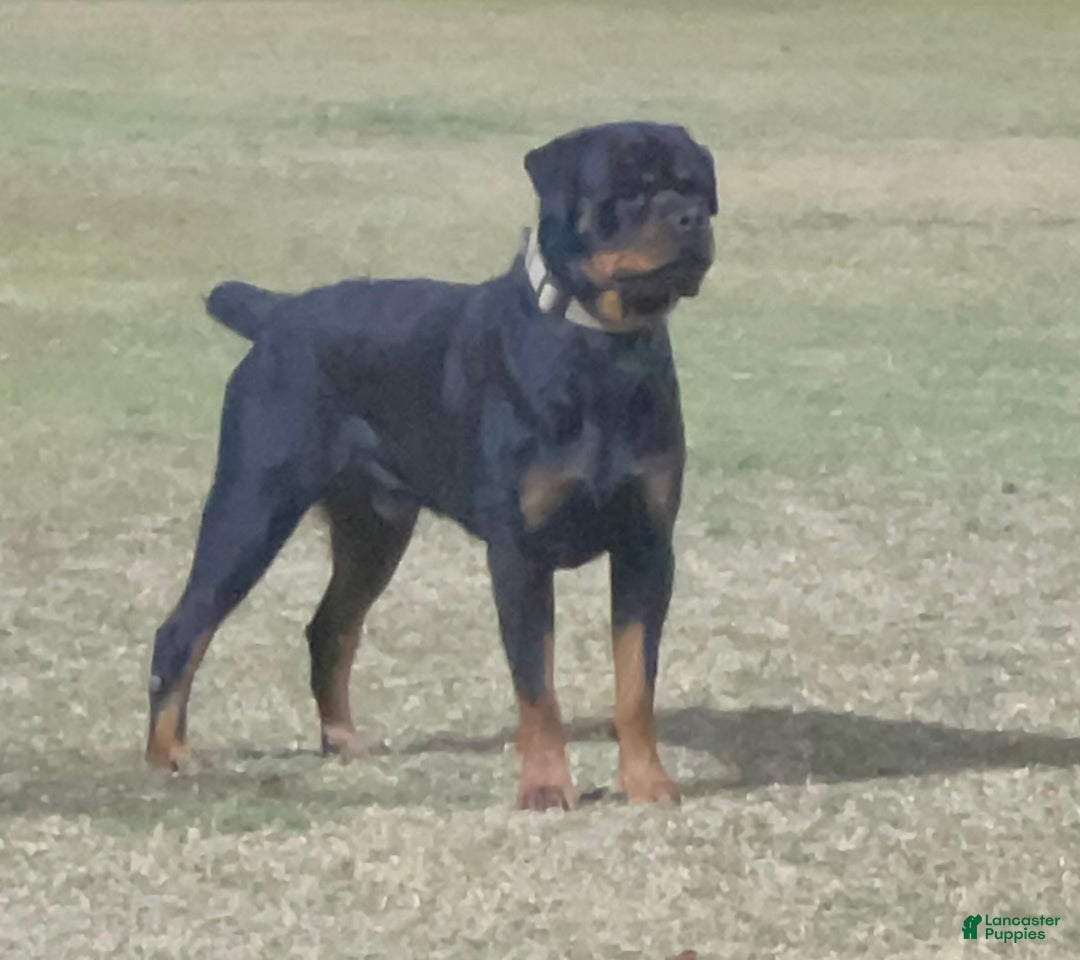 Rottweiler dogs for sale: 3rd Pick Female - Ad 9