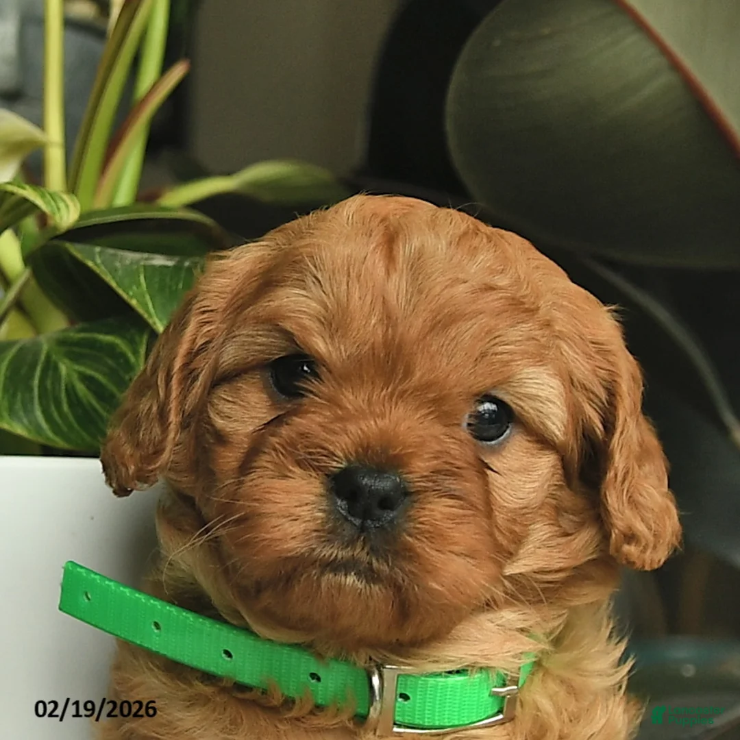 Cavapoo dogs for sale: Michelle  - Ad 5