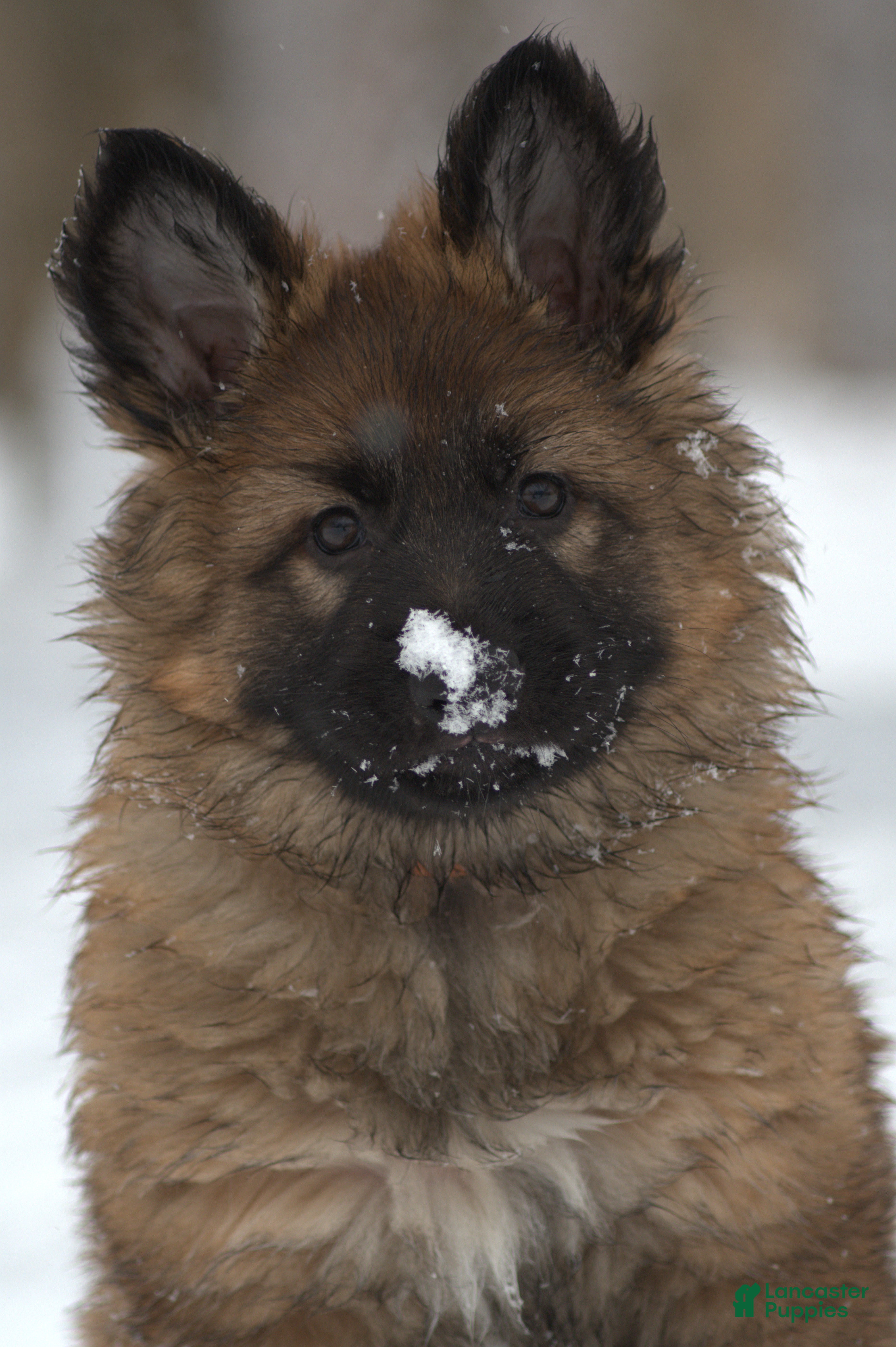 German Shepherd dogs German Shepherd Puppy "Big Fluffy" - Ad 22