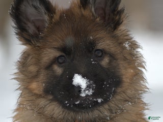 German Shepherd dogs German Shepherd Puppy "Big Fluffy" - Ad 22