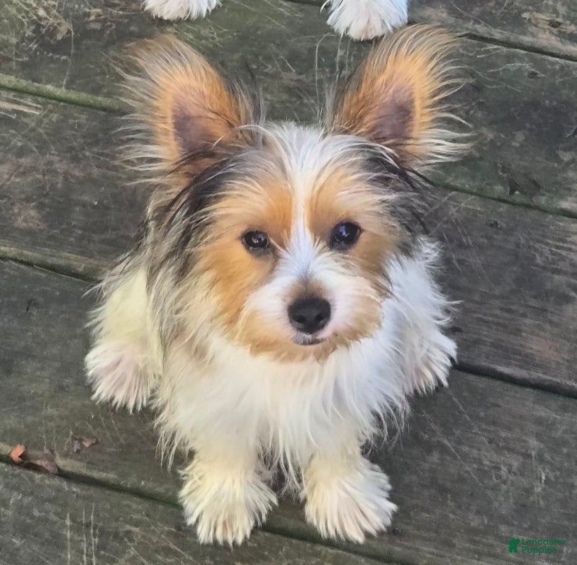 Yorkshire Terrier dogs Yorkshire Terrier 2 - Ad 41