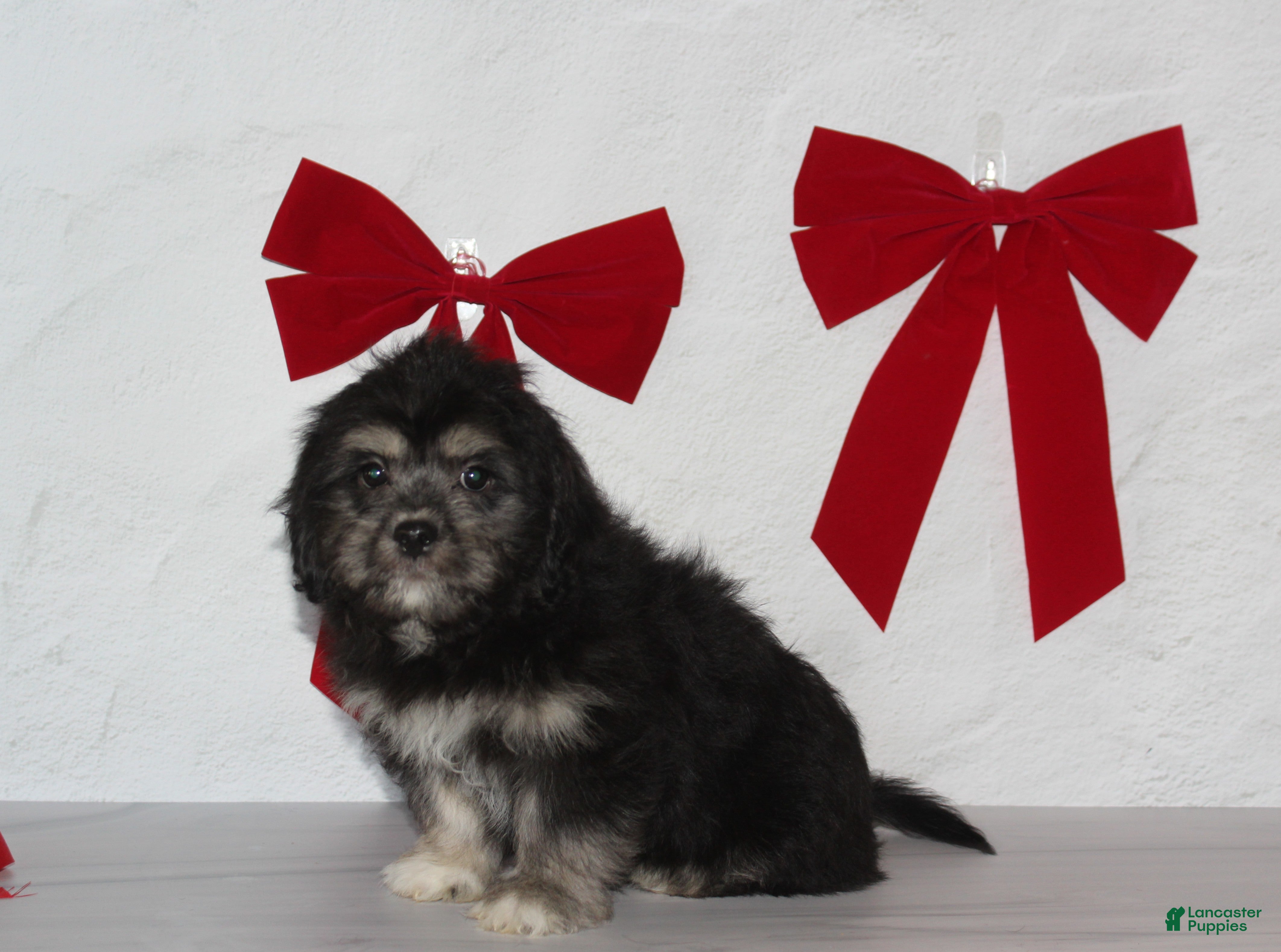 Teddy Bear dogs for sale: Rune - Ad 1