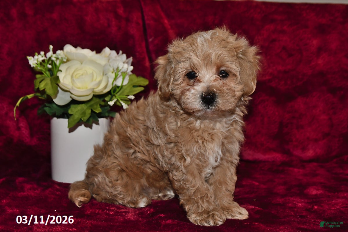 Maltipoo dogs Buster - Ad 2
