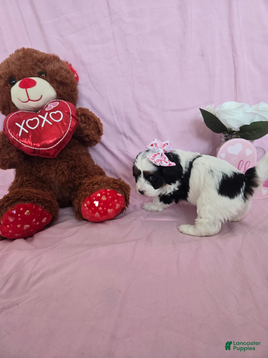 Cavapoo dogs for sale: Venti - Ad 3