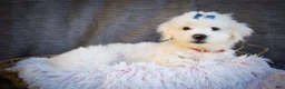 Maltese dogs for sale: Baxter 🐶 - Ad 9