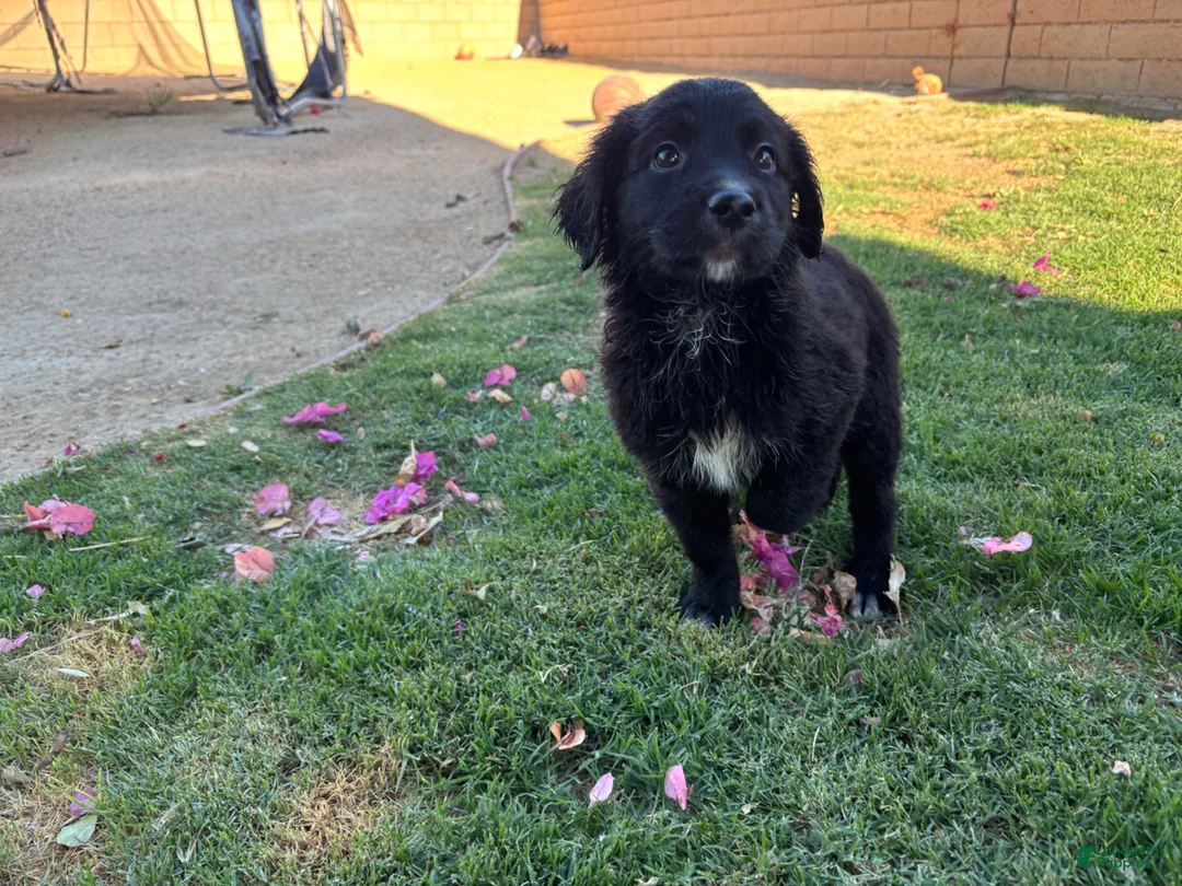 Mixed Breed dogs for sale: Mixed Breed Puppy 2 - Ad 1