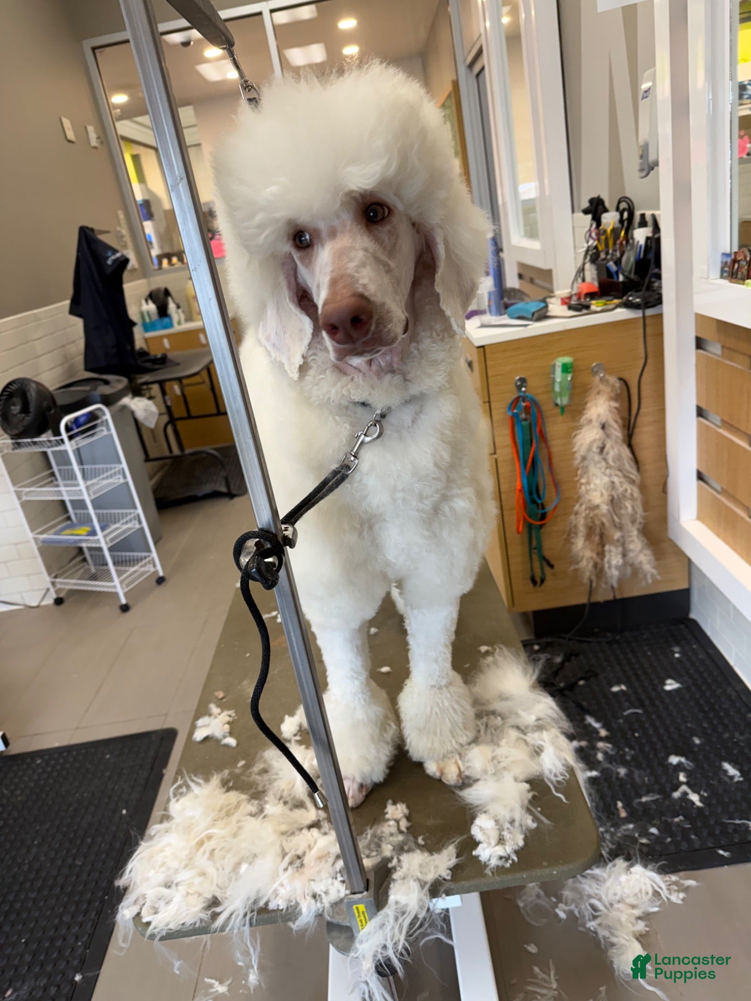 Standard Poodle dogs Buck - Ad 2
