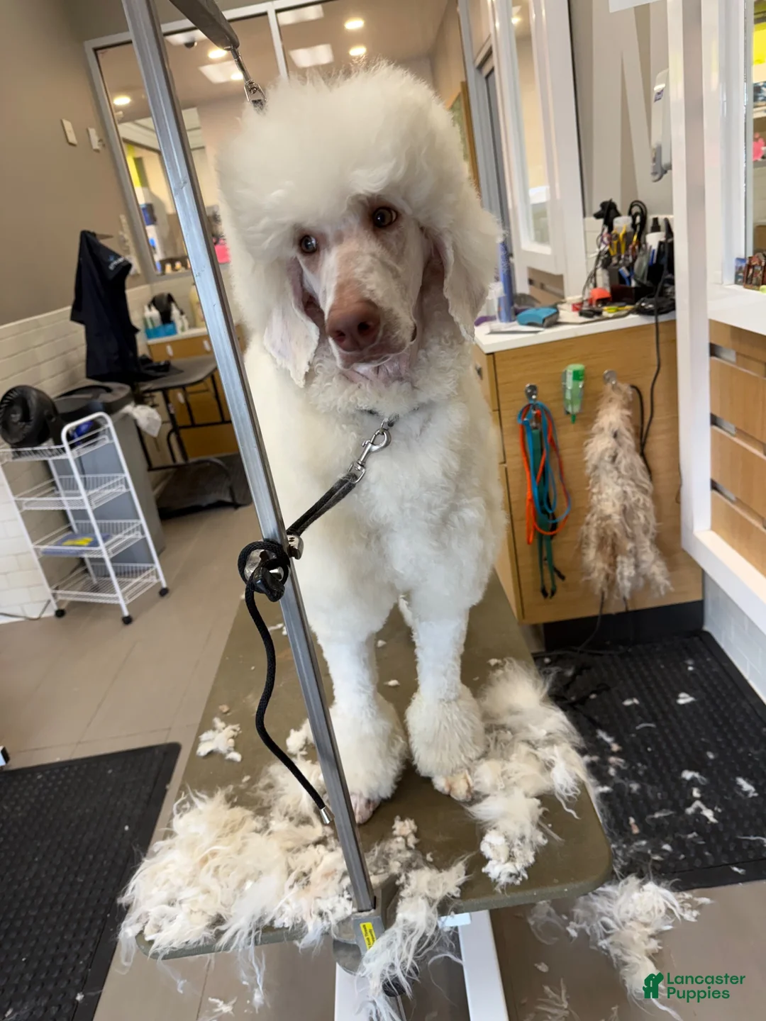 Standard Poodle dogs for sale: Buck - Ad 1
