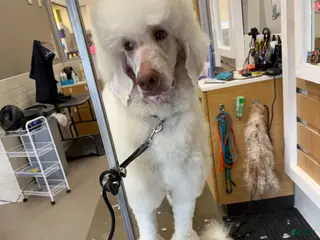 Standard Poodle dogs Buck - Ad 20