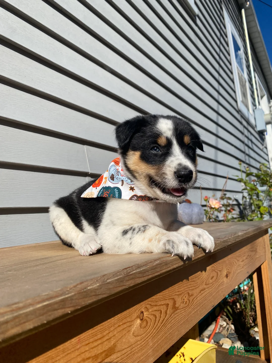 Mixed Breed dogs for sale: Mickey - Ad 1