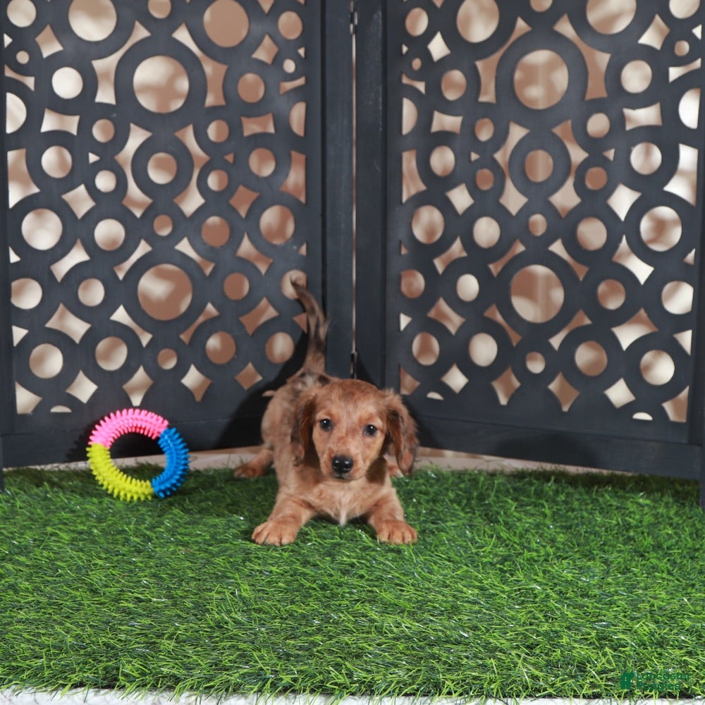 Miniature Dachshund dogs Bunny Darling ACA Red/black Mini Dachshund - Ad 2