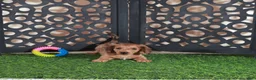 Miniature Dachshund dogs for sale: Bunny Darling ACA Red/black Mini Dachshund - Ad 2