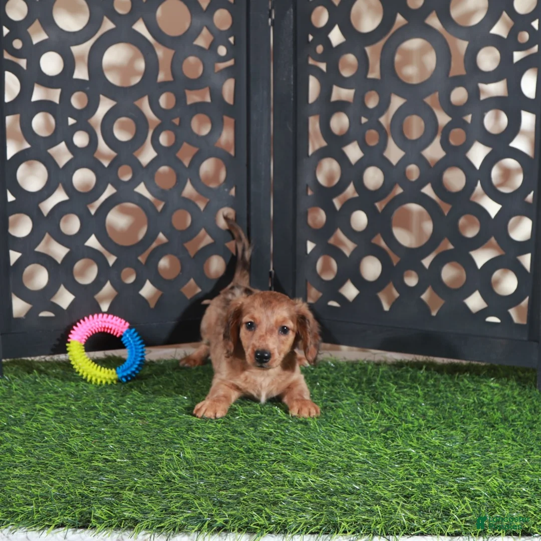 Miniature Dachshund dogs for sale: Bunny Darling ACA Red/black Mini Dachshund - Ad 2