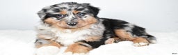 Australian Shepherd dogs for sale: Diesel - Ad 5