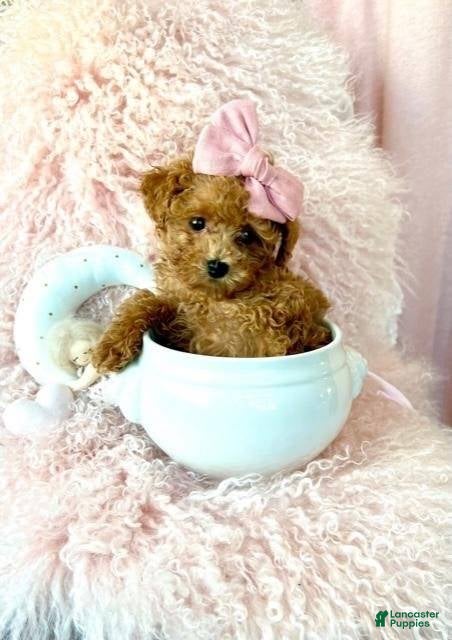 Toy Poodle dogs Teacup Poodle N - Ad 10