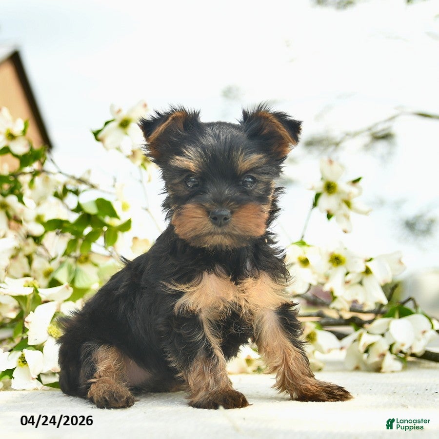 Yorkshire Terrier dogs Maple   - Ad 1