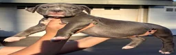 American Bully dogs for sale: American Bully Puppy 2 - Ad 1